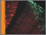 [thumbnail of aucun023-1992-93_vrapport annuel INRS.pdf]