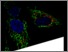 [thumbnail of 20180312_LaSynthese_Numero_2_WEB.pdf]